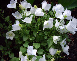 Zvonek karpatský 'Pearl White'