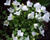 Zvonek karpatský 'Pearl White'