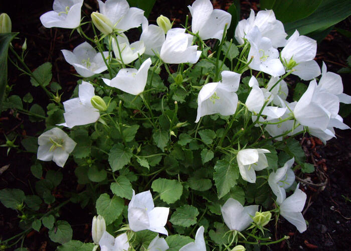 Zvonek karpatský 'Pearl White' - Campanula carpatica 'Pearl White'