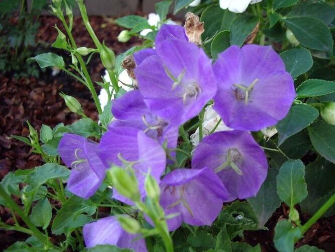 Zvonek karpatský 'Pearl Deep Blue' - Campanula carpatica 'Pearl Deep Blue'