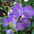Zvonek karpatský 'Pearl Deep Blue' - Campanula carpatica 'Pearl Deep Blue'