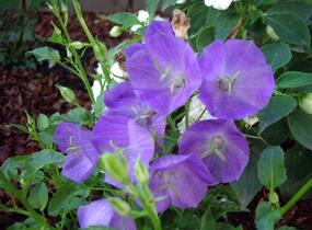 Zvonek karpatský 'Pearl Deep Blue' - Campanula carpatica 'Pearl Deep Blue'