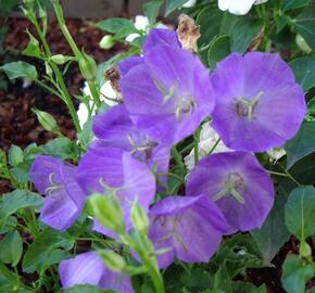 Zvonek karpatský 'Pearl Deep Blue' - Campanula carpatica 'Pearl Deep Blue'