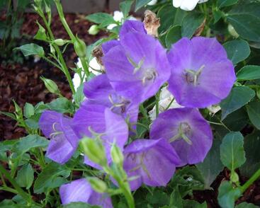 Zvonek karpatský 'Pearl Deep Blue'