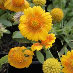 Kokarda osinatá 'Sunrita Yellow' - Gaillardia aristata 'Sunrita Yellow'