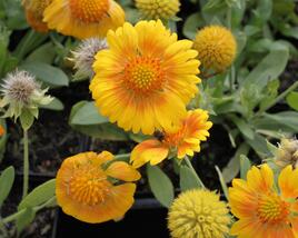 Kokarda osinatá 'Sunrita Yellow'