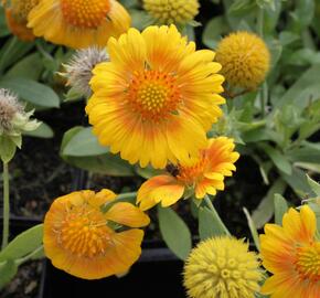 Kokarda osinatá 'Sunrita Yellow' - Gaillardia aristata 'Sunrita Yellow'