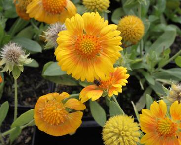 Kokarda osinatá 'Sunrita Yellow'