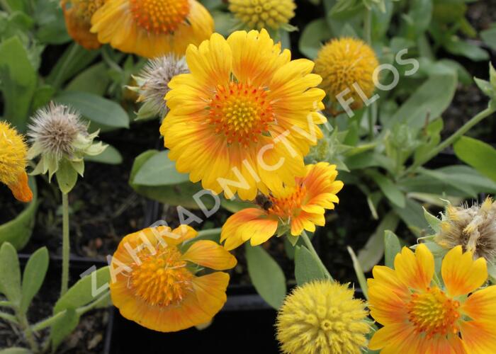 Kokarda osinatá 'Sunrita Yellow' - Gaillardia aristata 'Sunrita Yellow'