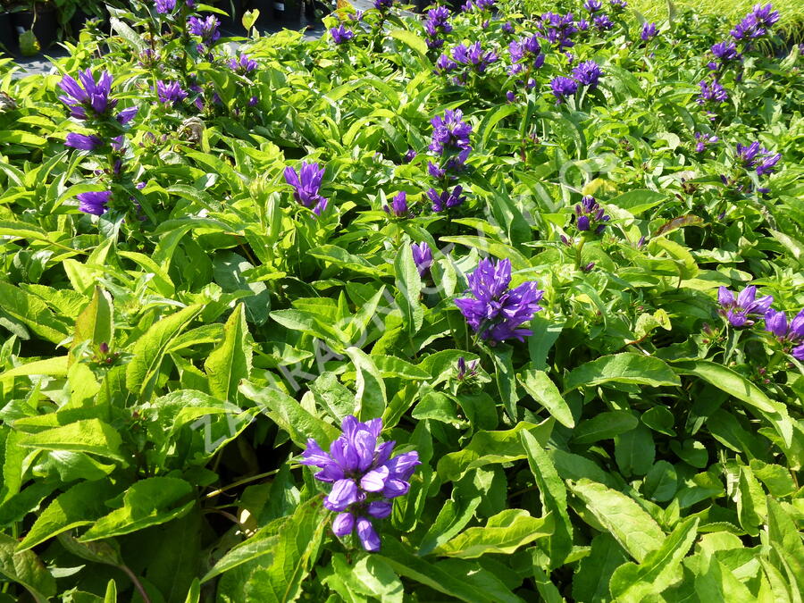 Zvonek klubkatý 'Bellefleur Blue' - Campanula glomerata 'Bellefleur Blue'