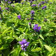 Zvonek klubkatý 'Bellefleur Blue' - Campanula glomerata 'Bellefleur Blue'