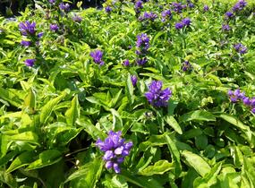 Zvonek klubkatý 'Bellefleur Blue' - Campanula glomerata 'Bellefleur Blue'