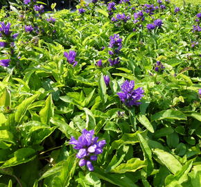 Zvonek klubkatý 'Bellefleur Blue' - Campanula glomerata 'Bellefleur Blue'