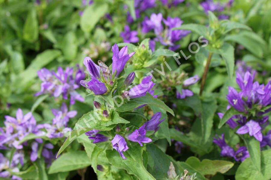 Zvonek klubkatý 'Bellefleur Blue' - Campanula glomerata 'Bellefleur Blue'