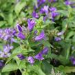 Zvonek klubkatý 'Bellefleur Blue' - Campanula glomerata 'Bellefleur Blue'