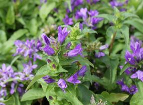 Zvonek klubkatý 'Bellefleur Blue' - Campanula glomerata 'Bellefleur Blue'