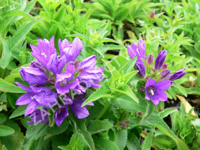 Zvonek klubkatý 'Bellefleur Blue' - Campanula glomerata 'Bellefleur Blue'