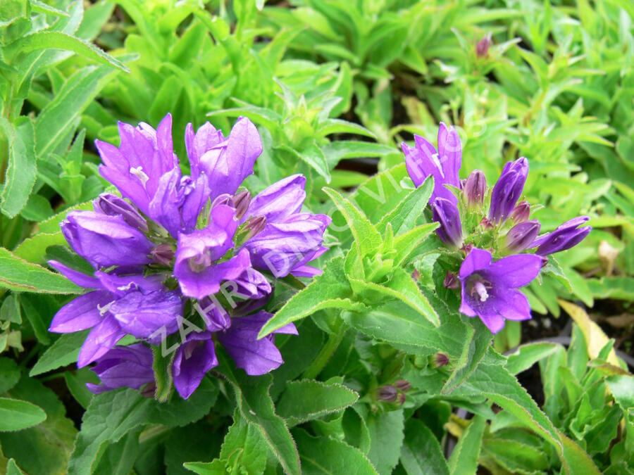 Zvonek klubkatý 'Bellefleur Blue' - Campanula glomerata 'Bellefleur Blue'