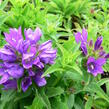 Zvonek klubkatý 'Bellefleur Blue' - Campanula glomerata 'Bellefleur Blue'