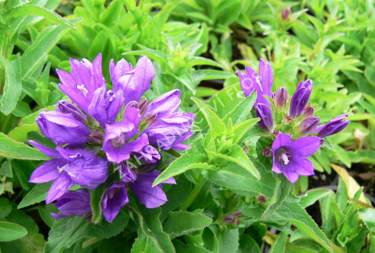 Zvonek klubkatý 'Bellefleur Blue' - Campanula glomerata 'Bellefleur Blue'