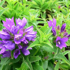 Zvonek klubkatý 'Bellefleur Blue' - Campanula glomerata 'Bellefleur Blue'