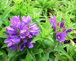 Zvonek klubkatý 'Bellefleur Blue'