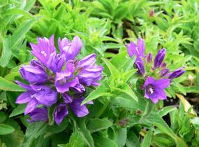Zvonek klubkatý 'Bellefleur Blue' - Campanula glomerata 'Bellefleur Blue'