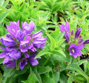 Zvonek klubkatý 'Bellefleur Blue' - Campanula glomerata 'Bellefleur Blue'