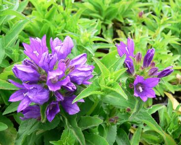 Zvonek klubkatý 'Bellefleur Blue'