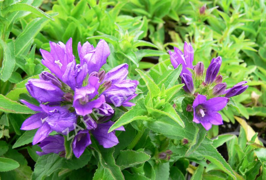 Zvonek klubkatý 'Bellefleur Blue' - Campanula glomerata 'Bellefleur Blue'