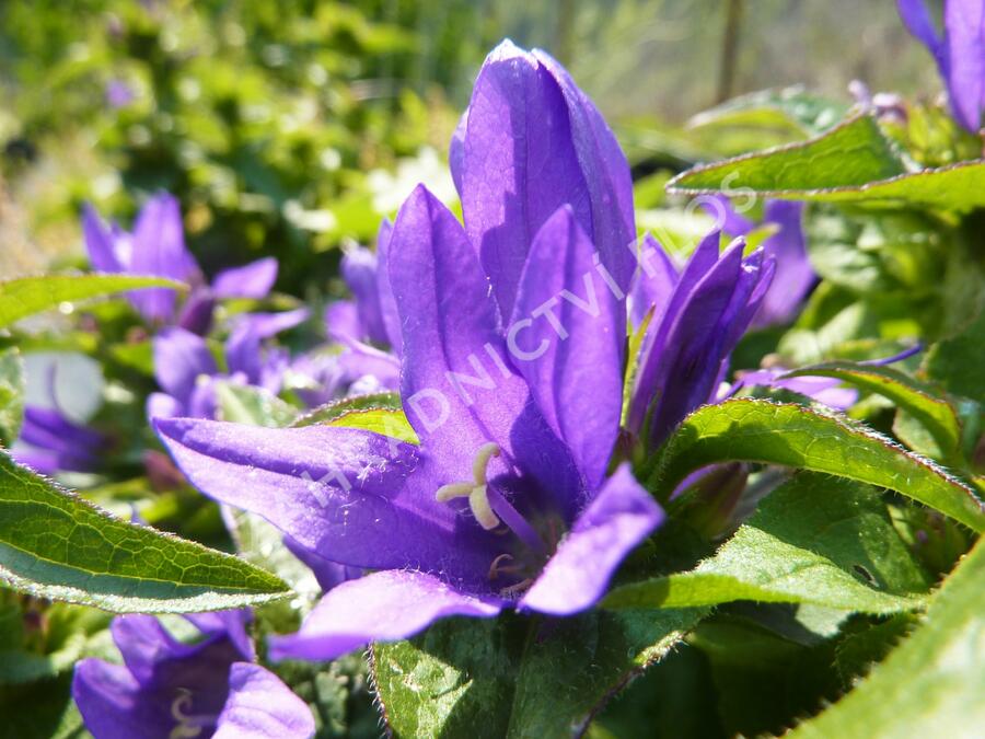 Zvonek klubkatý 'Bellefleur Blue' - Campanula glomerata 'Bellefleur Blue'