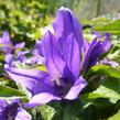 Zvonek klubkatý 'Bellefleur Blue' - Campanula glomerata 'Bellefleur Blue'