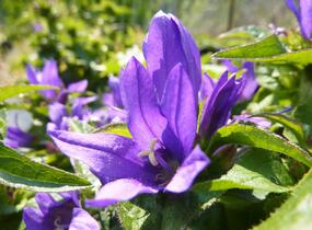 Zvonek klubkatý 'Bellefleur Blue' - Campanula glomerata 'Bellefleur Blue'