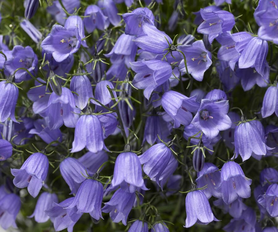 Zvonek lžičkolistý 'Swinging Bells Blue' - Campanula cochleariifolia 'Swinging Bells Blue'