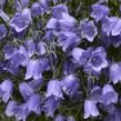 Zvonek lžičkolistý 'Swinging Bells Blue' - Campanula cochleariifolia 'Swinging Bells Blue'