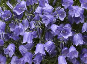 Zvonek lžičkolistý 'Swinging Bells Blue' - Campanula cochleariifolia 'Swinging Bells Blue'