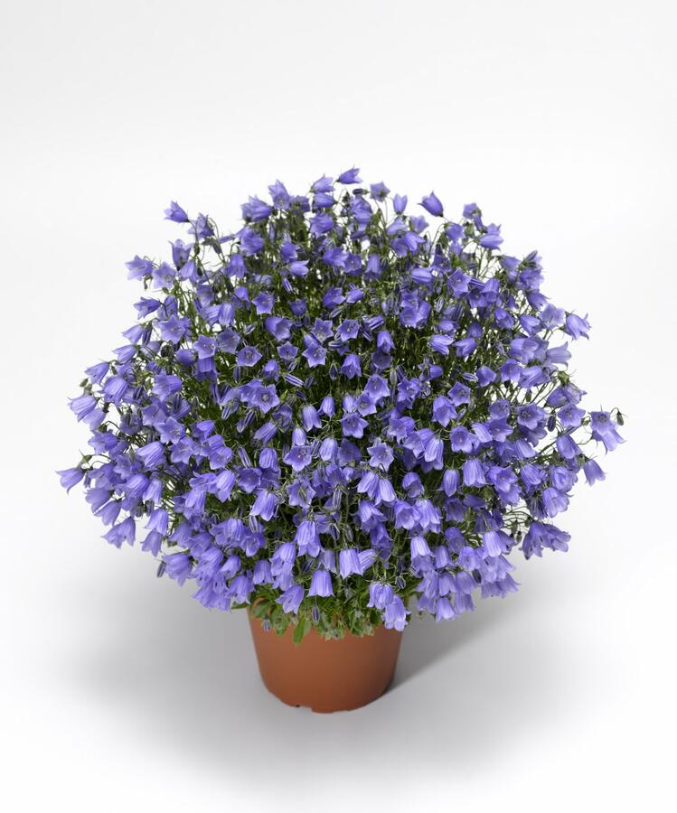 Zvonek lžičkolistý 'Swinging Bells Blue' - Campanula cochleariifolia 'Swinging Bells Blue'