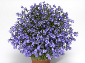 Zvonek lžičkolistý 'Swinging Bells Blue' - Campanula cochleariifolia 'Swinging Bells Blue'