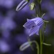 Zvonek lžičkolistý 'Swinging Bells Blue' - Campanula cochleariifolia 'Swinging Bells Blue'