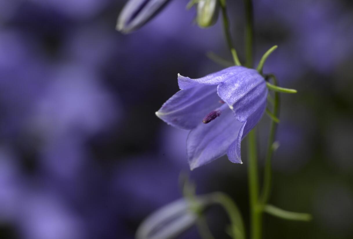 Zvonek lžičkolistý 'Swinging Bells Blue' - Campanula cochleariifolia 'Swinging Bells Blue'