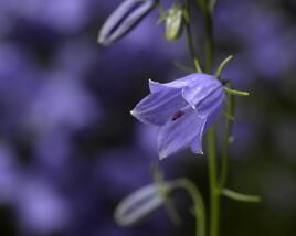 Zvonek lžičkolistý 'Swinging Bells Blue'