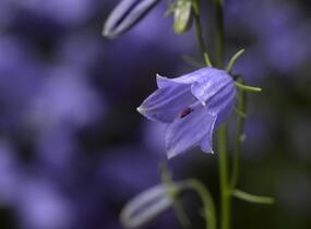 Zvonek lžičkolistý 'Swinging Bells Blue' - Campanula cochleariifolia 'Swinging Bells Blue'