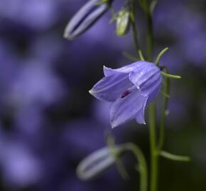 Zvonek lžičkolistý 'Swinging Bells Blue' - Campanula cochleariifolia 'Swinging Bells Blue'