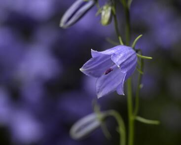Zvonek lžičkolistý 'Swinging Bells Blue'
