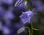 Zvonek lžičkolistý 'Swinging Bells Blue'