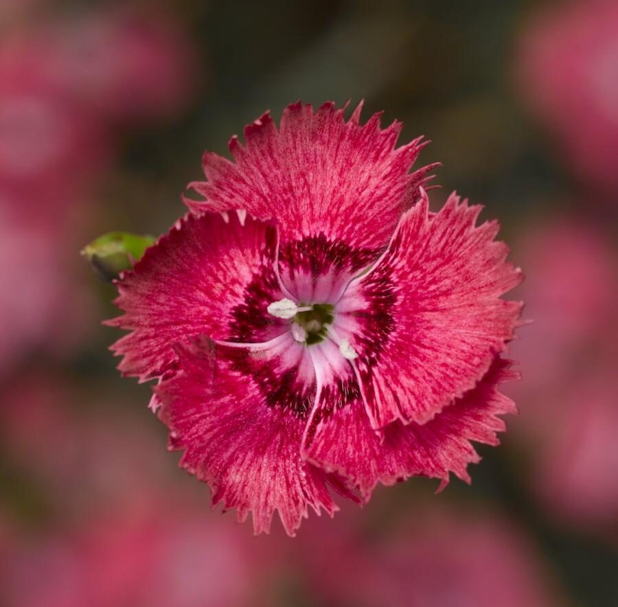 Hvozdík péřitý 'Dixie Deep Rose' - Dianthus plumarius 'Dixie Deep Rose'