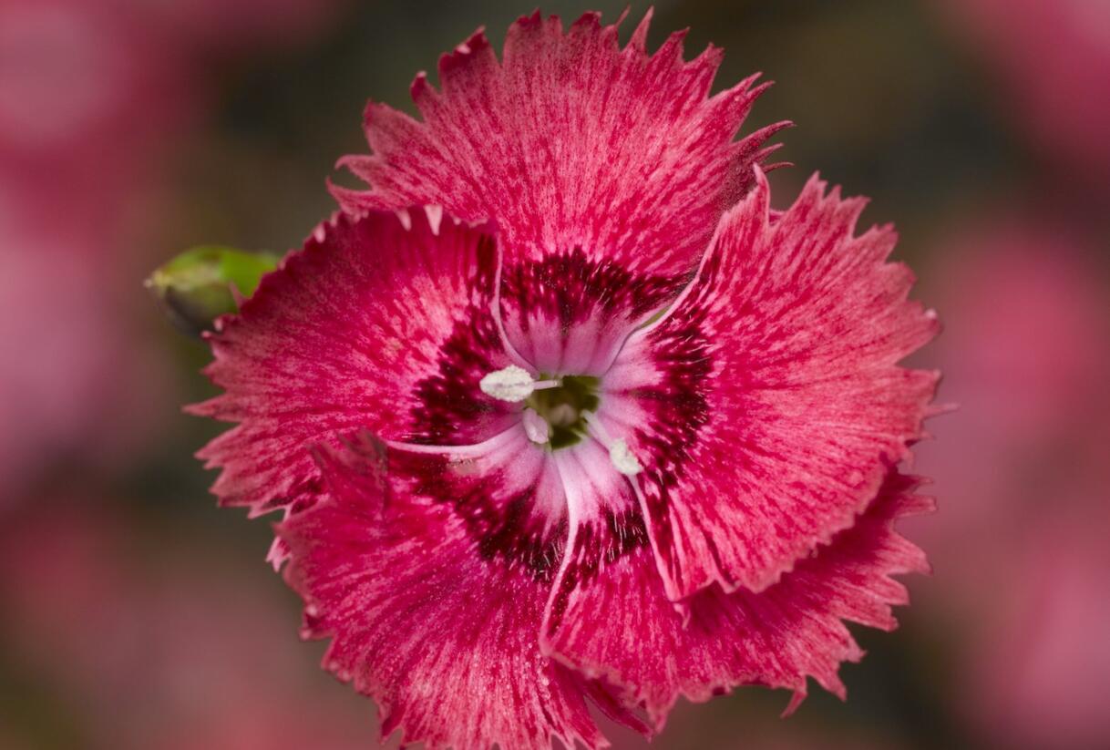 Hvozdík péřitý 'Dixie Deep Rose' - Dianthus plumarius 'Dixie Deep Rose'