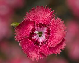 Hvozdík péřitý 'Dixie Deep Rose'