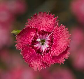 Hvozdík péřitý 'Dixie Deep Rose' - Dianthus plumarius 'Dixie Deep Rose'