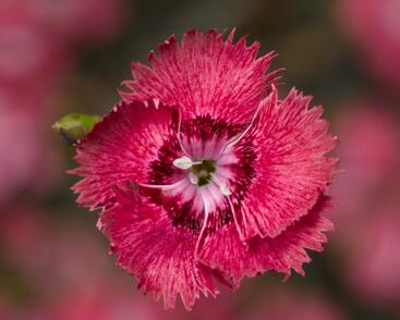 Hvozdík péřitý 'Dixie Deep Rose'